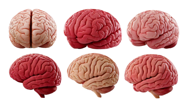 human brain isolated on white Png