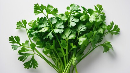 Obraz premium Bunch of coriander leaves isolated on a white background