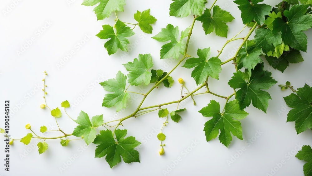 Poster Branch of grape vine displayed on a white surface