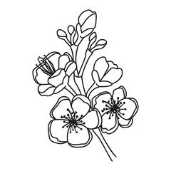 Sakura or cherry blossom Line Art. Branch with flowers and buds. Botanical graphic design for printing on fabric and paper. Vector black white illustration for card, banner, cover. Spring season.
