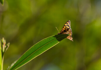 Mariposa naranja sobre fondo verde