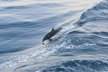 Delfin springt flach entlang Welle © Paszkal
