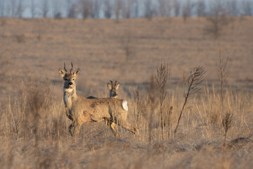 Naklejka premium A herd of roe (Capreolus capreolus) deer stands on the meadow. Male of roe deer looks in the camera.
