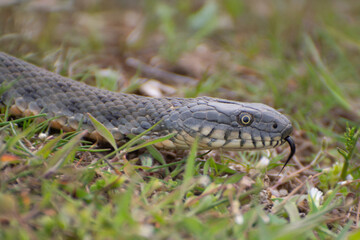 Blotched Snake (Elaphe sauromates) a non-venomous snake. It lives in steppe, forest-steppe, semi-desert and rocky areas.