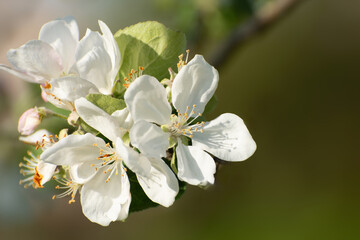 Pink apple flowers on a tree branch close-up. Large flowers with petals and stamens.