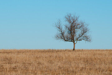 Minimalist landscape, a single tree on the horizon and a calm clear sky.