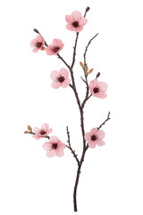 Cherry blossom flowers on tree branch isolated nature photography soft pink aesthetic floral concept