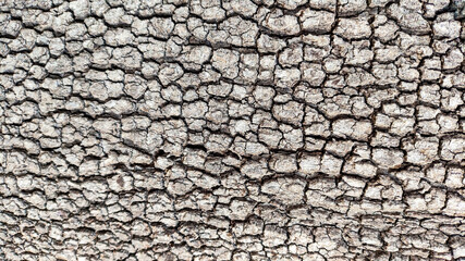 Dry cracked tree bark texture showing detailed natural surface pattern of aging wood with rough organic earthy appearance