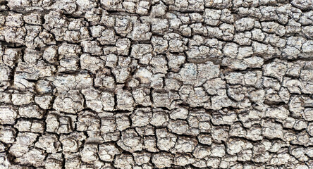 Detailed close-up of textured tree bark surface showing dry rough cracked natural wood pattern and organic aging structure
