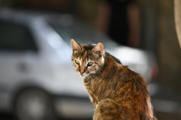 einäugige Straßenkatze 