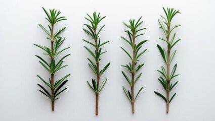 Fototapeta premium View from above of Rosemary set against a white background.