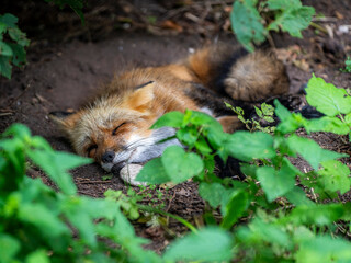 Ruhender Fuchs im Walddickicht