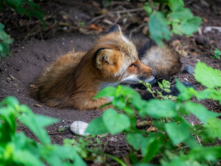 Rotfuchs lauscht im Wald nach Umgebungsgeräuschen