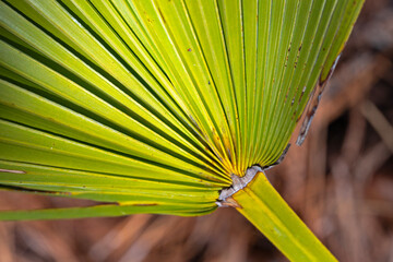 Close-up of palm frond, showing leaf base, petiole, and blades; landscape orientation.