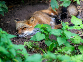 Fauler Fuchs chillt im Dickicht