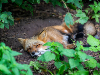 Fauler Fuchs im Wald mit geschlossenen Augen
