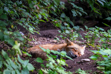 Schlafender Fuchs auf einem Waldboden