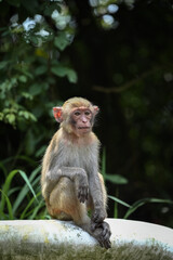 Young Rhesus Macaque Sitting Calmly on Barrier.
Ideal for themes related to wildlife, animal behavior, conservation, and tropical ecosystems.
