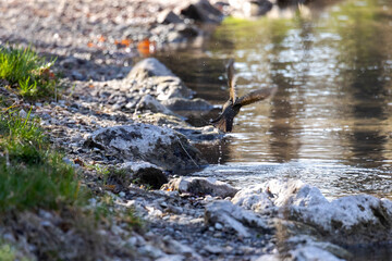 Song thrush bathing in shallow stream among rocks..
