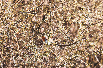 European robin on blossoming blackthorn branches, spring wildlife scene