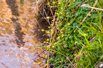Lesser celandine blooming at stream bank in early spring..
