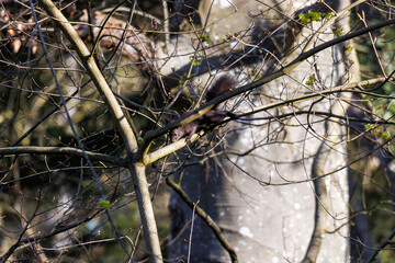 Dark morph Eurasian red squirrel on wooden fence..