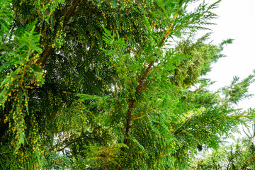 Lush branches cupressocyparis Leylandii with dense foliage and small cones, capturing natural beauty and texture of evergreen tree. Close-up. Ornithological park is located in Adler (Sirius)