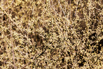 Dense thicket of blooming blackthorn branches in early spring..
