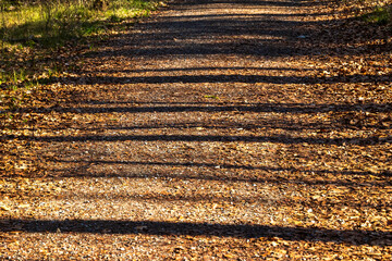 Sunlight and long tree shadows on a leaf-covered forest path..