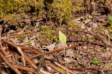Common brimstone butterfly resting on forest floor in early spring