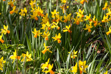 Fototapeta premium Cluster of blooming daffodils in spring sunlight..