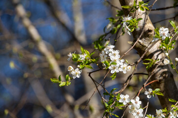 Close-up of blooming cherry tree branch with white flowers in spring sunshine
