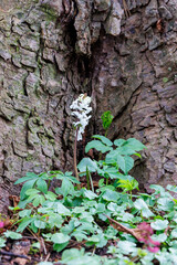 Spring bloom of corydalis flowers in forest undergrowth..