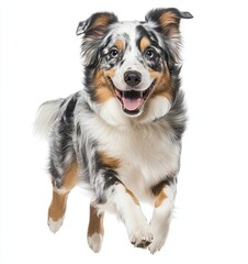 A lively Kooikerhondje dog mid-jump, standing upright with a joyful expression, set against an isolated background.  photo