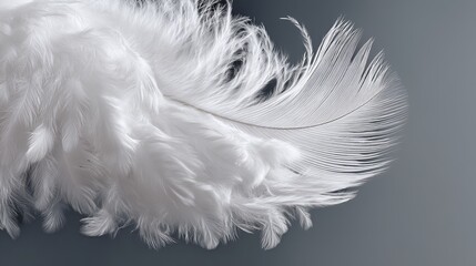 Obraz premium Soft White Feathers Close Up Detailed Texture Elegant Delicate Fluffy Downy Light Airy Natural Bird Feather Background Image High Resolution Studio Shot Pristine Pure White Feather Photography art 