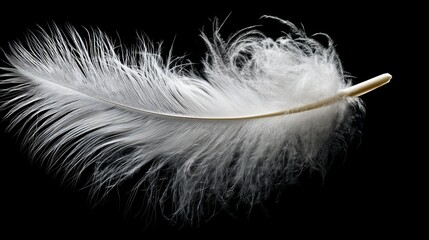 Obraz premium Single White Feather Soft Downy Delicate Airy Light Fluff Gentle Graceful Elegant Beautiful Nature Softness Purity Innocence Feather Texture Background Image up shot fine calm pure macro close black 