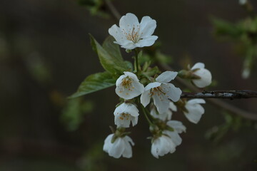 flower, spring, nature, tree, blossom, garden, white, flowers, bloom, plant, branch, beauty, cherry, blooming, leaf, macro, apple, summer, flora, close-up, blossoming, closeup, beautiful, pink, petal