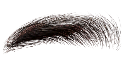 eyebrow of human transparent background
