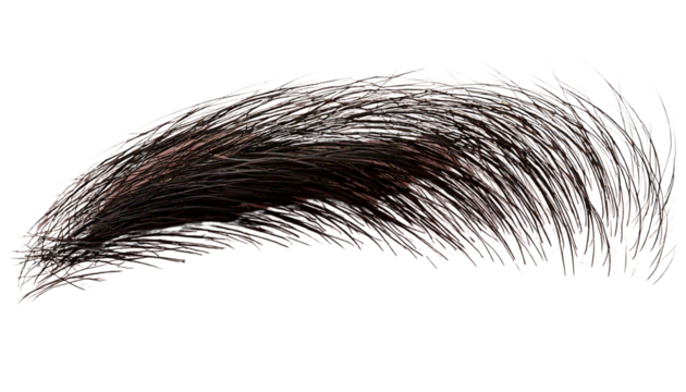eyebrow of human transparent background