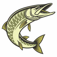 Naklejka premium Illustration of a northern pike fish with its mouth open and fins displayed on a white backdrop view