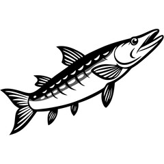 Fototapeta premium Stylized monochrome illustration of a barracuda fish swimming upwards with detailed fins and scales