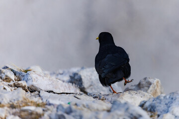 Alpine Chough walking on stones in Italian Dolomites. A small black bird. Yellow-billed Chough