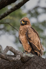 Wahlberg's eagle perched low on a tree trunk surveying the surroundings