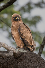Wahlberg's eagle perched low on a large tree trunk looking ahead with purpose