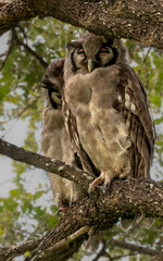 A pair of Verreaux's eagle-owl sleeping in the daytime 
in a large tree