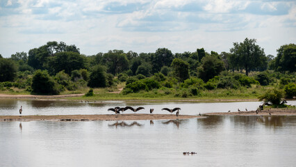 Marabou storks with their wings outstretched in the sun while on a small, isolated sandbank