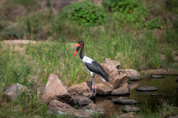 Saddle-billed Stork standing erect on the perimeter of a small pond searching for food