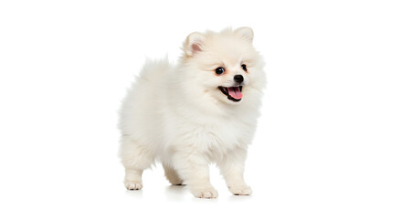 Obraz premium Adorable white Pomeranian puppy standing isolated on a clean backdrop