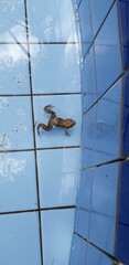Frog on blue tile surface