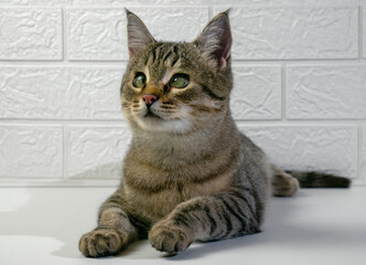 The cross-eyed cat looks up. Vision problems, strabismus